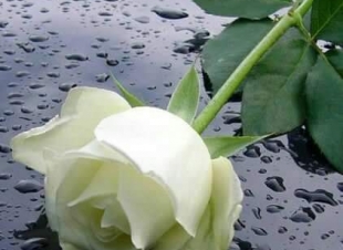 خاطرة / الدنيا مزيج